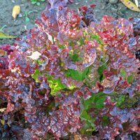 Laitue à couper Salad Bowl (Lactuca sativa) graines