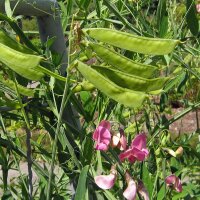 Pois de senteur (Lathyrus odoratus) graines