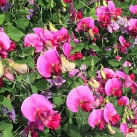 Pois de senteur (Lathyrus odoratus) graines