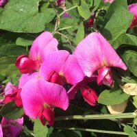 Pois de senteur (Lathyrus odoratus) graines