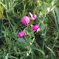 Gesse tubéreuse (Lathyrus tuberosus) graines