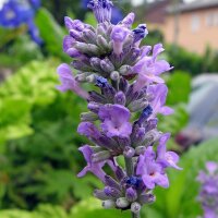 Lavande vraie (Lavandula angustifolia) graines