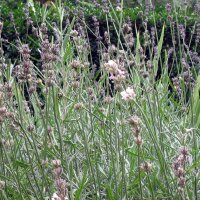 Lavande vraie (Lavandula angustifolia) graines