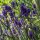 Lavande vraie (Lavandula angustifolia) graines