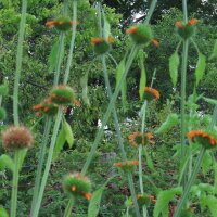 Queue de lion (Leonotis leonurus) graines