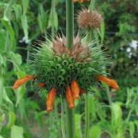 Queue de lion (Leonotis leonurus) graines