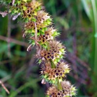 Marijuanilla (Leonurus sibiricus) graines