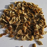 Livèche (Levisticum officinale) graines