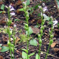 Tabac indien (Lobelia inflata) graines