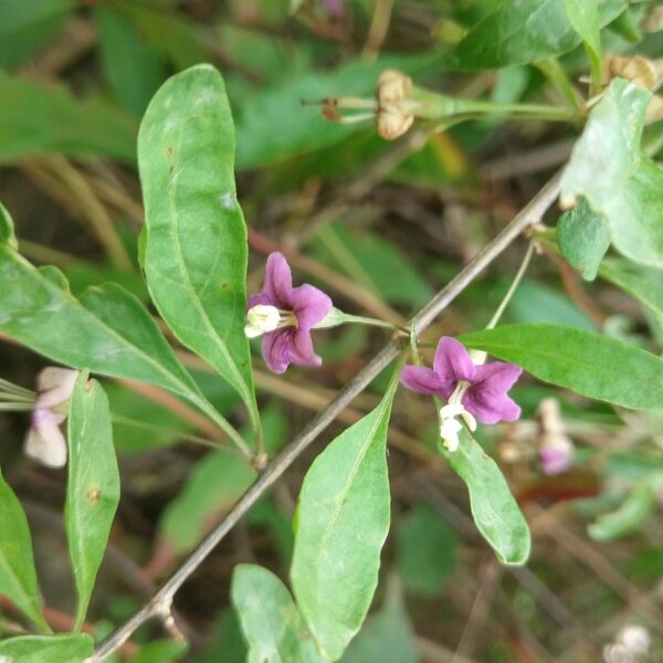 Lyciet commun / baies de Goji (Lycium barbarum) graines