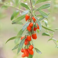 Lyciet commun / baies de Goji (Lycium barbarum) graines