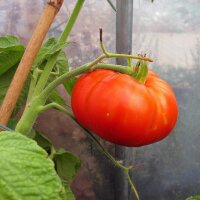 Tomate Marmande (Solanum lycopersicum) graines