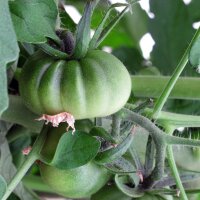Tomate Marmande (Solanum lycopersicum) graines