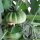 Tomate Marmande (Solanum lycopersicum) graines