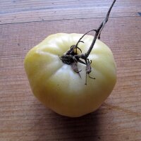 Tomate Beauté Blanche (Solanum lycopersicum) Bio...