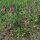 Silene (Lychnis viscaria) graines