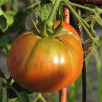 Tomate Noire de Crimée (Solanum lycopersicum) graines