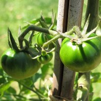 Tomate Noire de Crimée (Solanum lycopersicum) graines