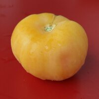 Tomate Pêche Jaune (Solanum lycopersicum) Bio semences