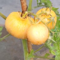 Tomate Pêche Jaune (Solanum lycopersicum) Bio