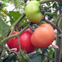 Tomate Rose de Berne (Solanum lycopersicum)  graines