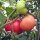 Tomate Rose de Berne (Solanum lycopersicum)  graines