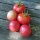 Tomate Rose de Berne (Solanum lycopersicum)  graines