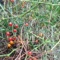 Tomate groseille Rote Murmel (Solanum pimpinellifolium)...