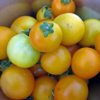 Tomate jaune Goldene Königin (Solanum lycopersicum)...