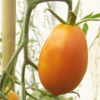 Tomate Orange Banana (Solanum lycopersicum) Bio semences