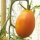 Tomate Orange Banana (Solanum lycopersicum) Bio semences