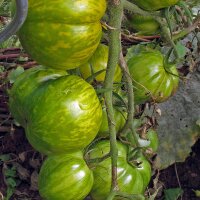 Tomate Green Zebra (Solanum lycopersicum) graines