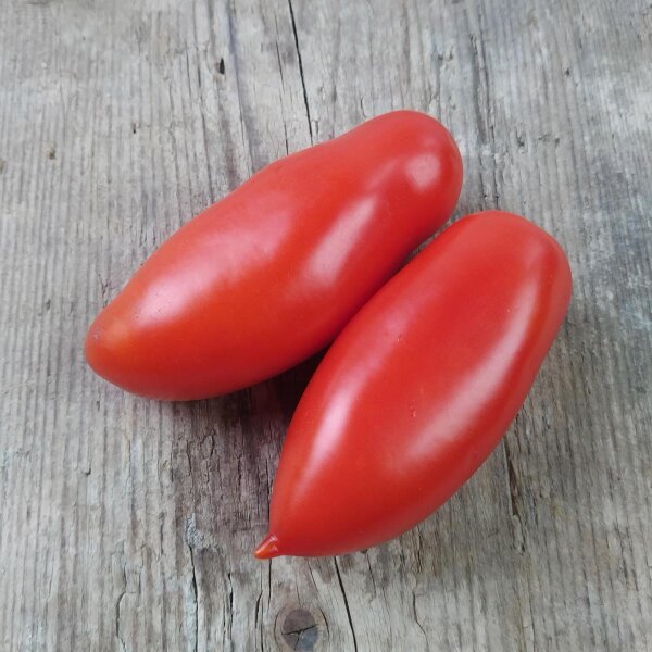 Tomate San Marzano (Solanum lycopersicum) graines