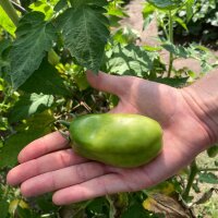 Tomate San Marzano (Solanum lycopersicum) graines