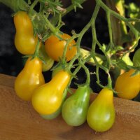 Tomate Yellow Pear (Solanum lycopersicum) Bio semences