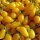 Tomate Yellow Pear (Solanum lycopersicum) Bio semences