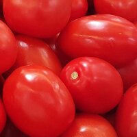 Tomate Roma (Solanum lycopersicum)