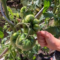 Tomate Ananas (Solanum lycopersicum) Bio semences