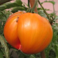 Tomate Ananas (Solanum lycopersicum) Bio semences