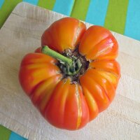 Tomate Ananas (Solanum lycopersicum) Bio