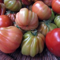 Tomate Cœur de bœuf (Solanum lycopersicum)...