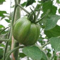 Tomate Cœur de bœuf (Solanum lycopersicum)...