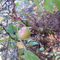 Pommier sauvage / Boquettier (Malus sylvestris) graines