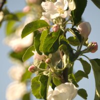 Pommier domestique Bittenfelder Sämling  (Malus domestica) graines