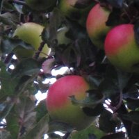 Pommier domestique Bittenfelder Sämling  (Malus domestica) graines