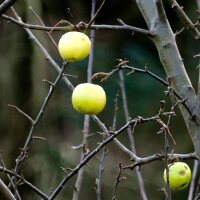 Pommier domestique Bittenfelder Sämling  (Malus domestica) graines