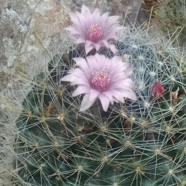 Wichuriki (Mammillaria heyderi) graines