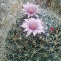 Wichuriki (Mammillaria heyderi) graines