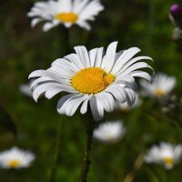 Camomille allemande (Matricaria chamomilla) graines