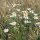 Camomille allemande (Matricaria chamomilla) graines